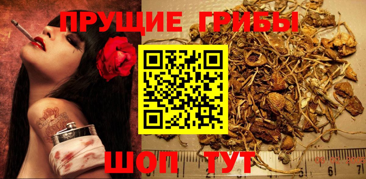 Псилоцибиновые грибы Psilocybine cubensis  Псилоцибиновые грибы MAGIC MUSHROOMS  Тула  что такое   Вход с VPN 